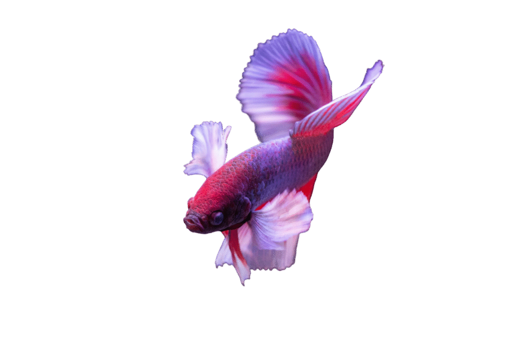 betta pez