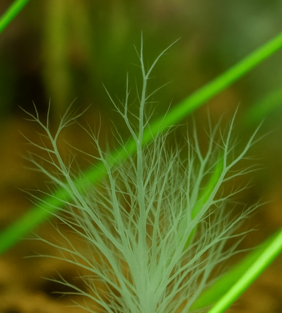 Asta de ciervo: alga ramificada invasora en plantas acuáticas
